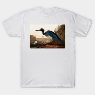 Bird of America  Bird, bird lover, america, beautiful  Public domain painting by John James Audubon T-Shirt